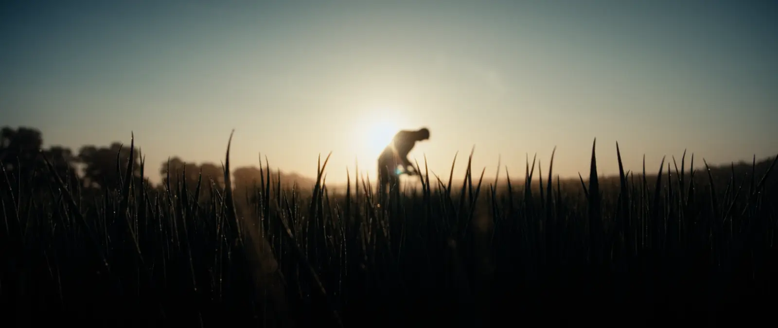 Still from TACO