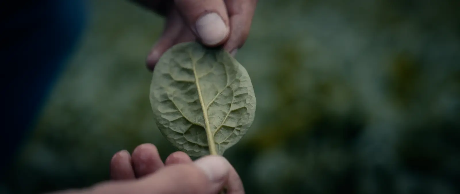 Still from TACO