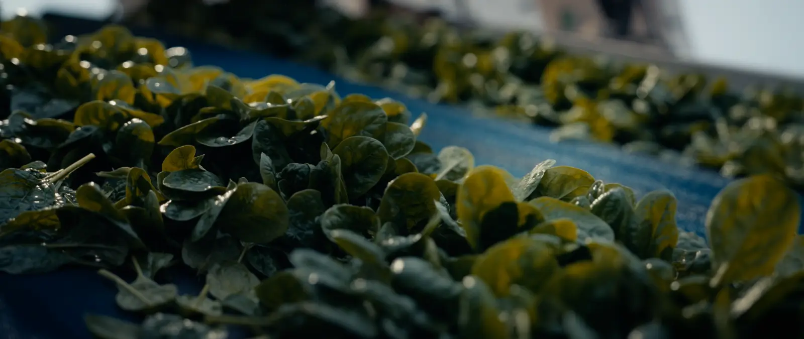 Still from TACO