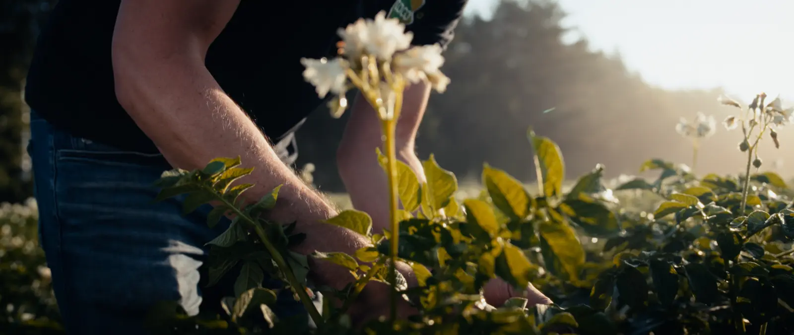 Still from TACO
